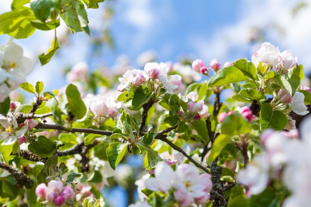 Close-Up of Apple Blossoms in Spring Against Blue Sky - Download Free Stock Photos Pikwizard.com