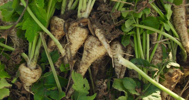 Close up of parsnips freshly pulled out of the ground on an organic farm