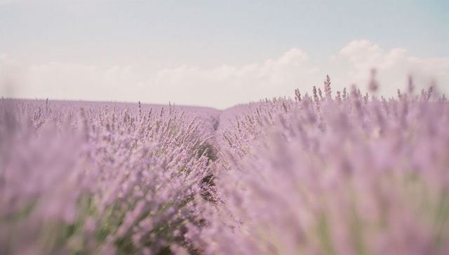 Scenic Lavender Fields Under Bright Sky