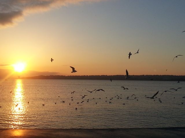 Seagulls are flying over the calm sea beneath a stunning sunset, lining the horizon with natural beauty. This picturesque scene epitomizes tranquility and the serenity of nature, perfect for themes related to nature, wildlife, ecology, peaceful landscape, scenic travel destinations, calmness, and evening vibes.