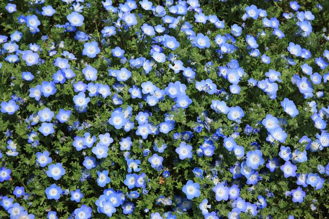 Beautiful carpet of blue and white wildflowers flourishing in a spring garden. Ideal for use in prints, gardening magazines, websites dedicated to nature and botany, or as a background image for digital content focusing on natural beauty and outdoor activities.