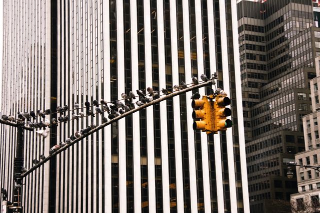 Urban Traffic Light with Numerous Pigeons Perched - Download Free Stock Photos Pikwizard.com