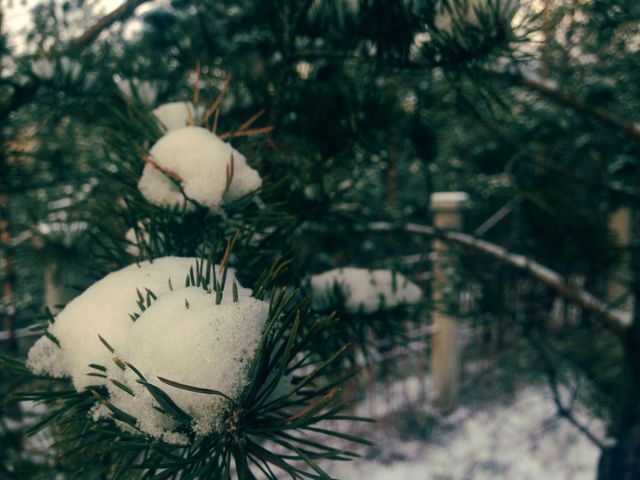 Close-up of Snow-Covered Pine Tree in Winter Forest - Download Free Stock Photos Pikwizard.com