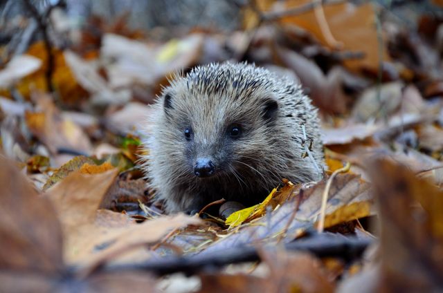 Adorable Hedgehog Wandering Among Autumn Leaves - Download Free Stock Photos Pikwizard.com
