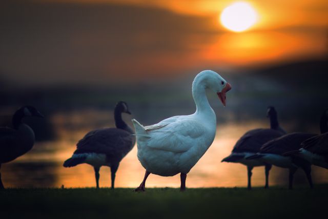 White goose standing on grassy shore with other geese silhouettes in background during sunset. Golden sunlight reflecting on water and creating serene atmosphere. Ideal for nature, wildlife, and peaceful scene themes in prints, websites, and relaxation projects.
