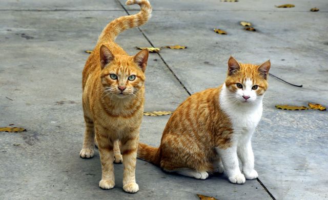 Two ginger cats are seen on a concrete yard with fallen autumn leaves. One cat is standing while the other is sitting. This serene outdoor scene is perfect for illustrating companionship, domestic pets, and the beauty of autumn in pet care articles, animal blogs, and seasonal greeting cards.