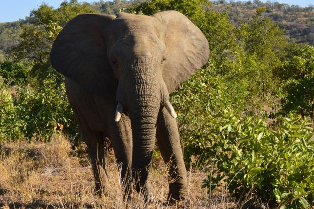 Majestic elephant walking through African bush in morning light. Ideal for use in wildlife documentaries, nature conservation projects, safari advertisements, educational materials, and ecological tourism promotions.