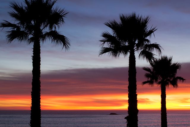 Silhouetted Palm Trees at Sunset by Ocean - Download Free Stock Photos Pikwizard.com