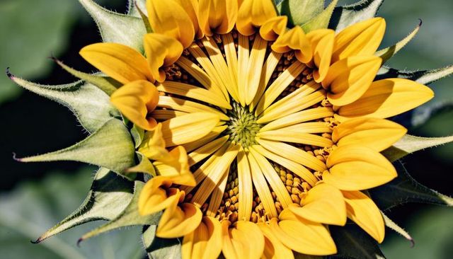 Sunflower unfolding in sunlight revealing spiral pattern of yellow petals and pollen