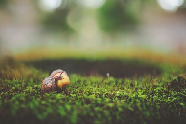 Two small snails are crawling on a mossy surface, showcasing the beauty of nature up close. The focus on the snails and the blurred background highlight the delicate details. This scene can be used in themes related to nature, wildlife, gardens, and environmental conservation, emphasizing the calm and serene aspect of outdoor life.