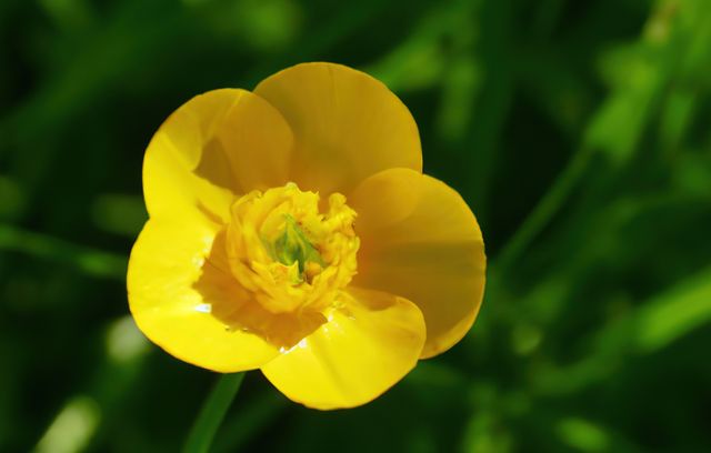 Single bright yellow buttercup flower blooming under sunlight, highlighting detailed petals and central pistil amidst lush green background. Perfect for use in nature-themed projects, spring or summer promotions, gardening websites, greeting cards, floral studies, and environment-focused media.