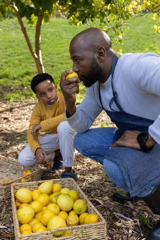 African american father teaching son to harvest lemons in sunlit citrus orchard