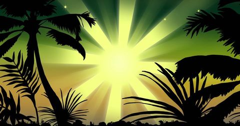 Tropical Sunset with Palm and Fern Silhouettes - Download Free Stock Images Pikwizard.com
