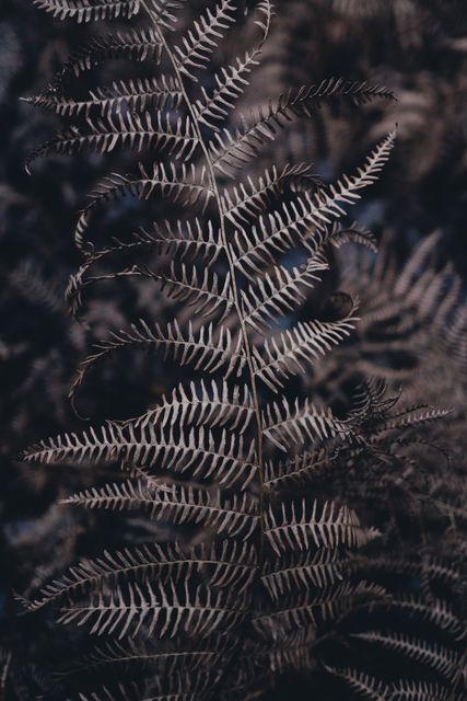 Close-up of Dried Fern Leaf in Dark Forest - Download Free Stock Photos Pikwizard.com