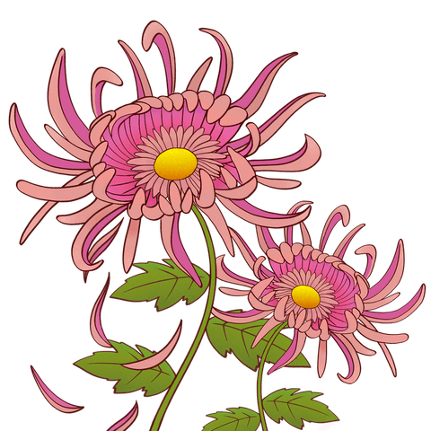 pink spider mums transparent background botanical illustration - Download Free Stock Videos Pikwizard.com