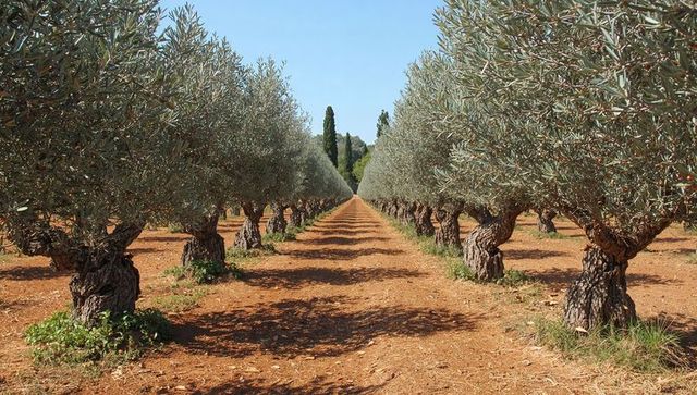 Sunlit olive grove with symmetrical rows and gnarled trunks leading down dirt track