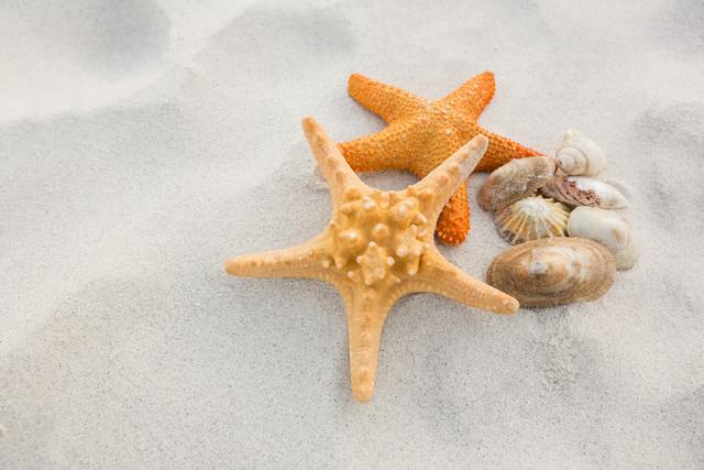 Starfishes and shells resting on sandy beach. Perfect for vacation advertisements, travel websites, summer promotional materials, nature blogs, ocean-themed posters, and coastal decor.
