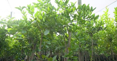Young saplings growing in eco-friendly nursery under shaded canopy