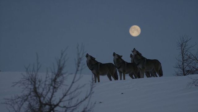 Howling Wolf Pack at Full Moon on Snow-Covered Ridge at Dusk