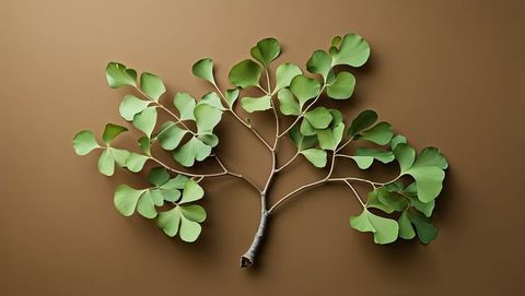 Organic Ginkgo Biloba Branch with Fan-Shaped Leaves on Tabletop