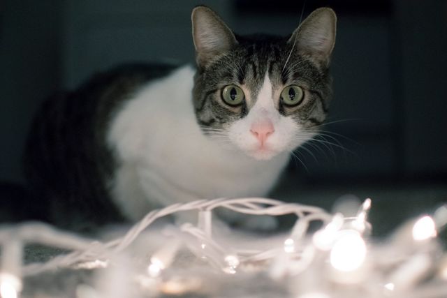 Curious Cat Gazing at String Lights - Download Free Stock Photos Pikwizard.com