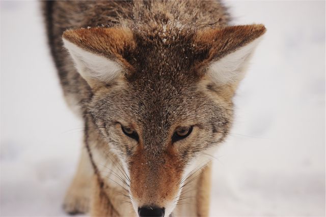 Coyote in snowy setting staring intently. Perfect for wildlife, nature, and winter-themed projects. Suitable for educational materials, documentaries, and advertising related to wildlife conservation and habitats.