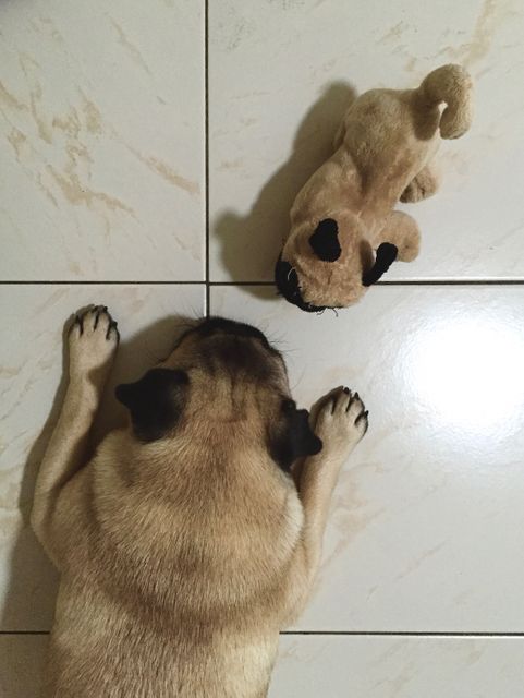 A cute pug lying on a tiled floor curiously looking at a small plush toy. This playful interaction is perfect for pet-related websites, social media posts, or advertisements portraying the joy of having a pet. The sight of the dog calmly interacting with the toy adds a warm and humorous touch.