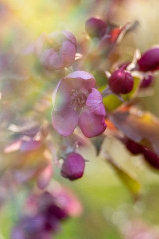 Soft pink blossom blooming in golden morning light with dreamy pastel bokeh