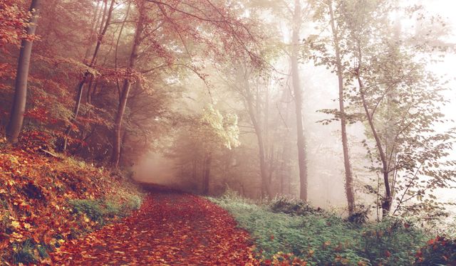 This image depicts a serene forest path surrounded by autumnal foliage with mist creating a mystical atmosphere. Ideal for use in nature publications, travel blogs, and peaceful backgrounds. It can also be used in seasonal greeting cards and calendars to evoke a sense of calm and natural beauty.