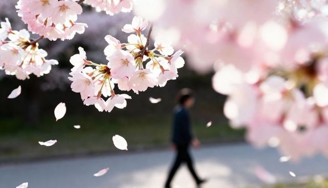 Spring cherry blossoms blooming with falling petals and blurred walker on sunlit path