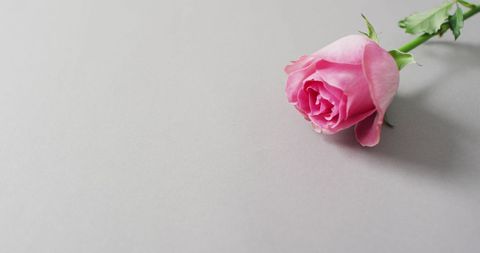 Romantic Pink Rose on Minimalists Background for Valentine's Day - Download Free Stock Images Pikwizard.com