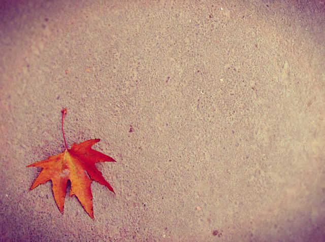 One vibrant red autumn leaf rests on concrete, framed by a subtle vignette. Represents beauty of changing seasons and simplicity of nature. Useful for autumn-themed designs, seasonal promotions, background textures, or minimalist nature concepts.