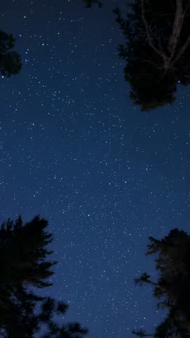 Vertical night video showing starry sky framed by swaying pine treetops over dark forest