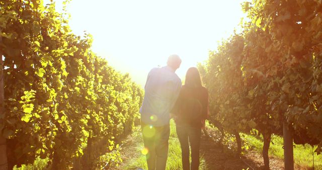 Couple is seen walking through lush vineyard at sunset, bathed in golden sunlight. Ideal for use in marketing materials related to romance, travel diaries, vineyard tours, or outdoor activities.