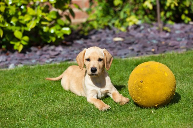 An adorable labrador puppy is playing on the lush green grass of a garden with a big yellow ball. The puppy is looking directly at the camera, creating a playful and engaging scene. This image can be used in pet-related advertisements, as part of marketing materials for dog food brands, in educational materials for animal care, or for any design projects that require cute and heartwarming visuals of pets.