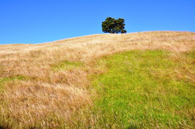 A beautiful lone tree standing proudly atop a pastoral hill covered in golden and green grass under a bright blue sky. Perfect for illustrating concepts of solitude, peace, and natural beauty. Ideal for nature-themed projects, backgrounds, or outdoor adventure campaigns.