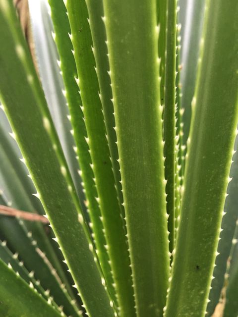 Close-up view of green agave leaves with distinct spiky edges, showcasing botanical details. Ideal for use in nature-themed projects, botanical studies, gardening articles, and backgrounds for eco-friendly topics.