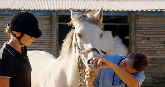 Veterinarian and Trainer Examining Horse Teeth Outdoors - Download Free Stock Images Pikwizard.com