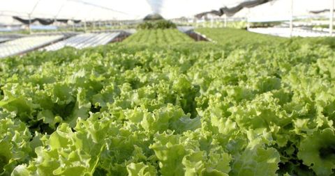 Green Lettuce Thriving in Hydroponic Greenhouse Setting