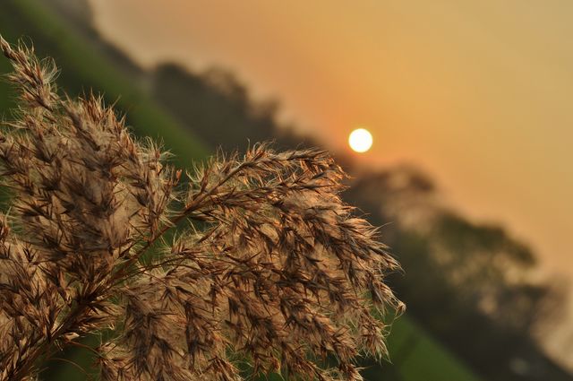 Beautiful sunset sinking over open field with feathery plant in foreground, creating a tranquil scene. It is ideal for themes related to peace, nature, serenity, and rural landscapes. It can be used in illustrations for relaxation and calmness concepts in advertisements, blogs, and social media posts.