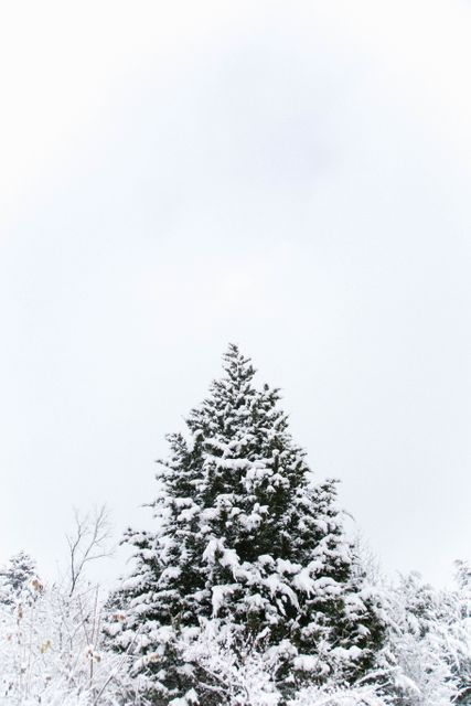 Tall snow-covered pine tree surrounded by a serene winter landscape with a clear sky above. Perfect for use in winter-themed designs, holiday decorations, seasonal greeting cards, or nature-related projects highlighting the beauty of the cold season and tranquil nature scenes.