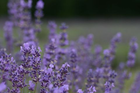 Lavender Blooming Close-Up with Soft Purple Flowers and Dreamy Blurred Background