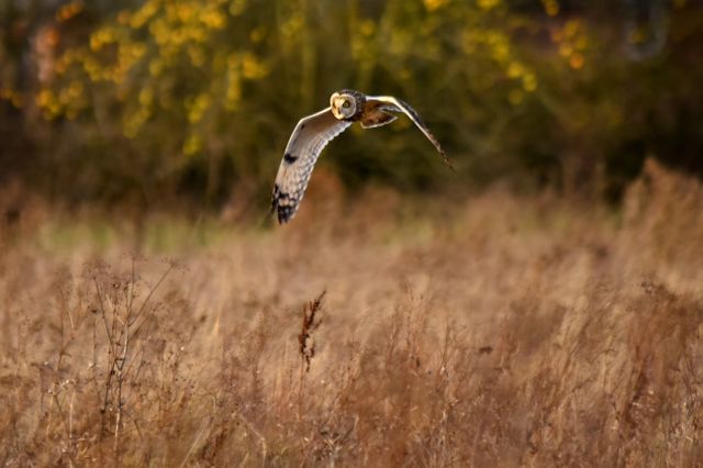 Short-eared owl flying low over an autumn meadow, showcasing its hunting skills against a background of dried grasses and autumn foliage. Ideal for nature magazines, wildlife documentaries, educational materials on birds of prey, and conservation awareness campaigns.