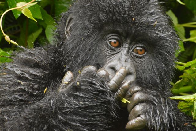Captivating close-up of a baby gorilla surrounded by lush greenery. Ideal for wildlife conservation projects, educational materials on primates, nature documentaries, and animal photo collections.