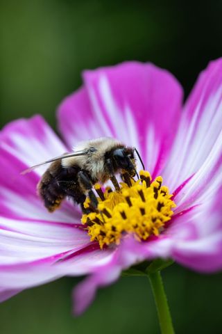 Bee pollinating vibrant pink cupcake white cosmos bloom