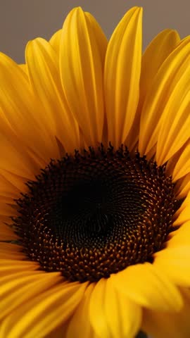 Vertical video panning over sunflower revealing rustling petals and spiral seed pattern