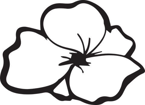 Elegant Black Flower Line Drawing on Transparent Background - Download Free Stock Videos Pikwizard.com