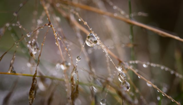 Close-up image showcasing dew drops clinging to the thin strands of grass at dawn. It reflects the beauty of nature and the peacefulness of an early morning scene. Ideal for use in natural beauty themes, promoting environmental awareness, wallpapers, or projects emphasizing tranquility and freshness.