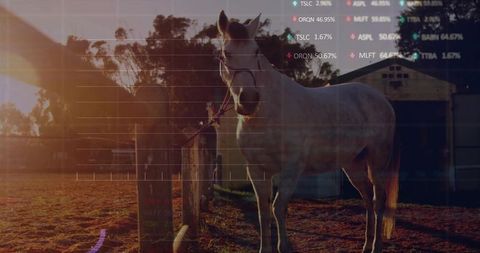 Standing light gray horse catching golden hour glow with financial ticker overlay in rural pasture