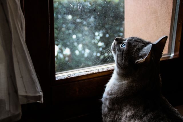 Gray tabby cat gazing up through a window, illuminated by natural daylight. Perfect for pet-related blogs, animal care websites, or articles discussing feline behavior. Also suitable for indoor photography collections and pet owner guides.